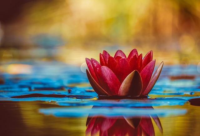 WaterLily